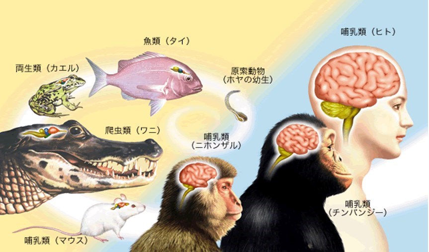 人間と動物の脳の基本構造は同じ