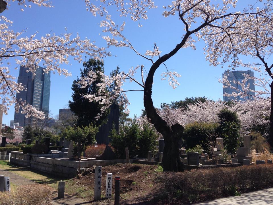 青山霊園ー桜シーズン