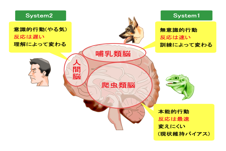 脳の構造（爬虫類脳、哺乳類脳、人間脳）